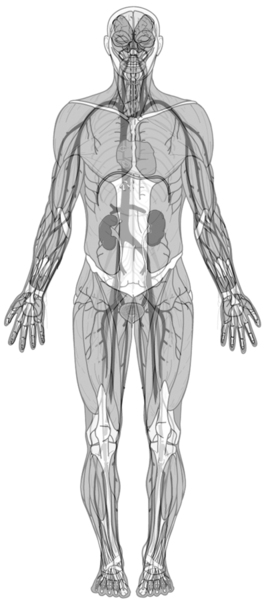Early Diagnosis of Vascular Diseases: An Important Step Toward Better Care